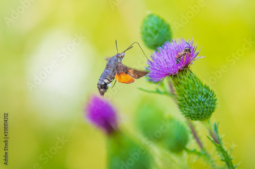 Macroglossum stellatarum hummingbird hawk-moth feeding on purple thistle flowers