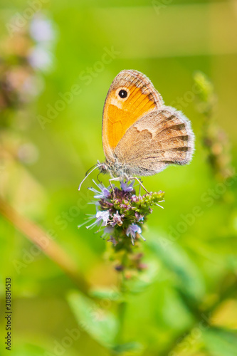 small heath butterfly Coenonympha pamphilus resting