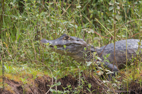 Yacare caiman in the Pantanal  Brazil  South America