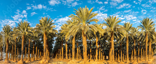 Panorama with industrial plantation of date palms. Image depicts desert agriculture industry in the Middle East