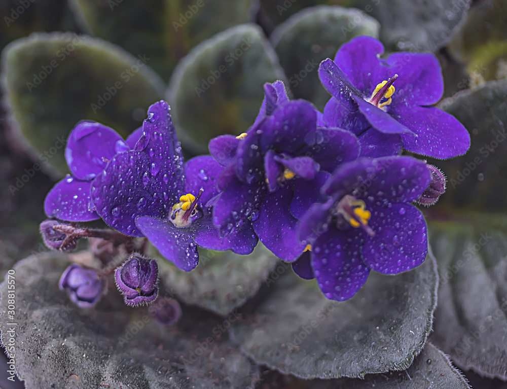 Flores moradas de violeta africana, cultivada en maceta Stock Photo | Adobe  Stock