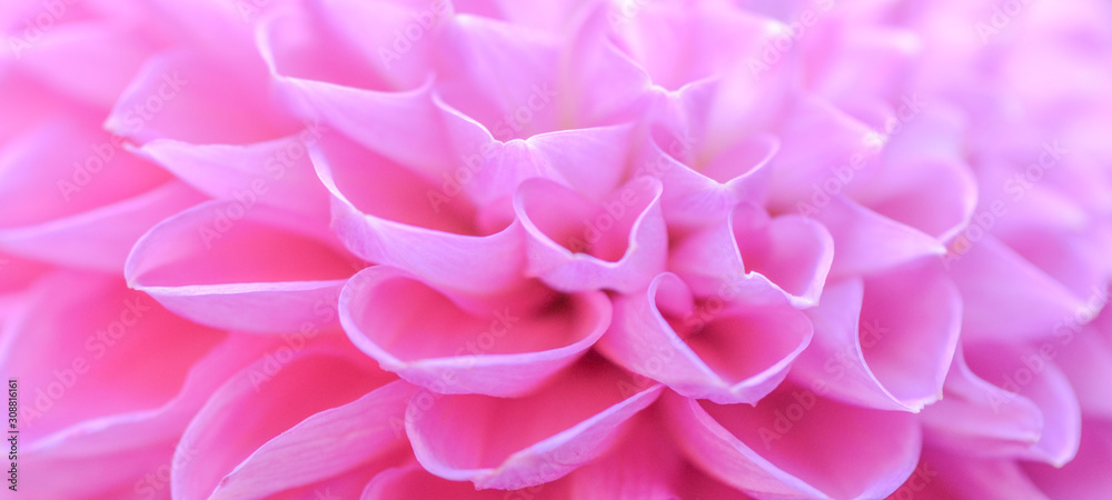 Obraz premium Close up of beautiful blooming pink dahlia