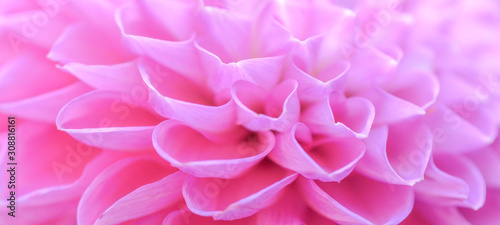 Close up of beautiful blooming pink dahlia
