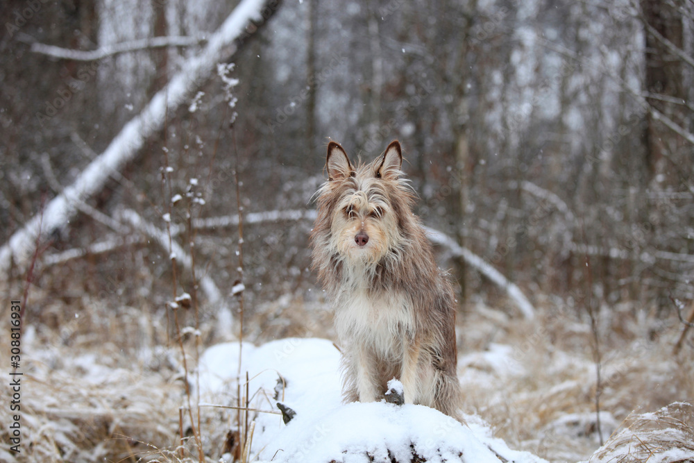 Fototapeta premium Portrait of a cute dog in a winter forest in the snow