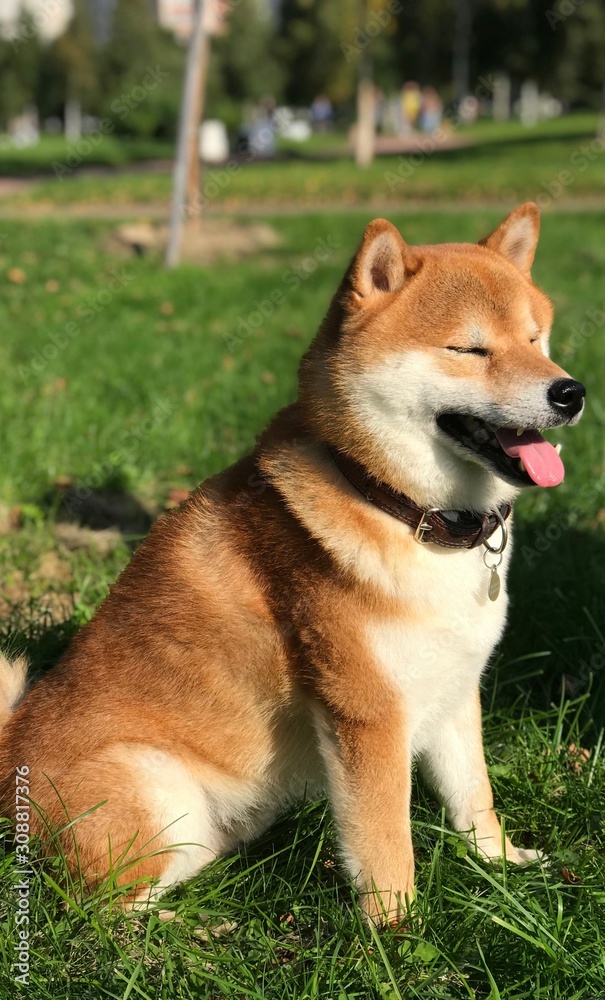 beautiful, fluffy dog Shiba inu sand color, sitting on the green grass and enjoys the warmth and sun