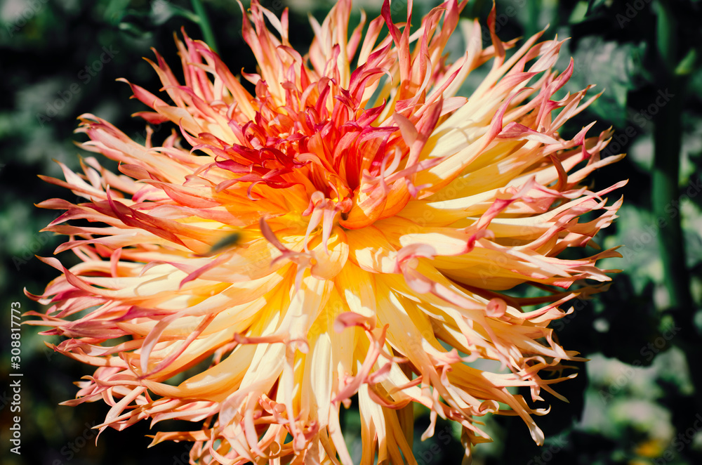 Royal botanical garden, Madrid. Chrysanthemum flower. Royal botanical garden, Madrid. Chrysanthemum flower.