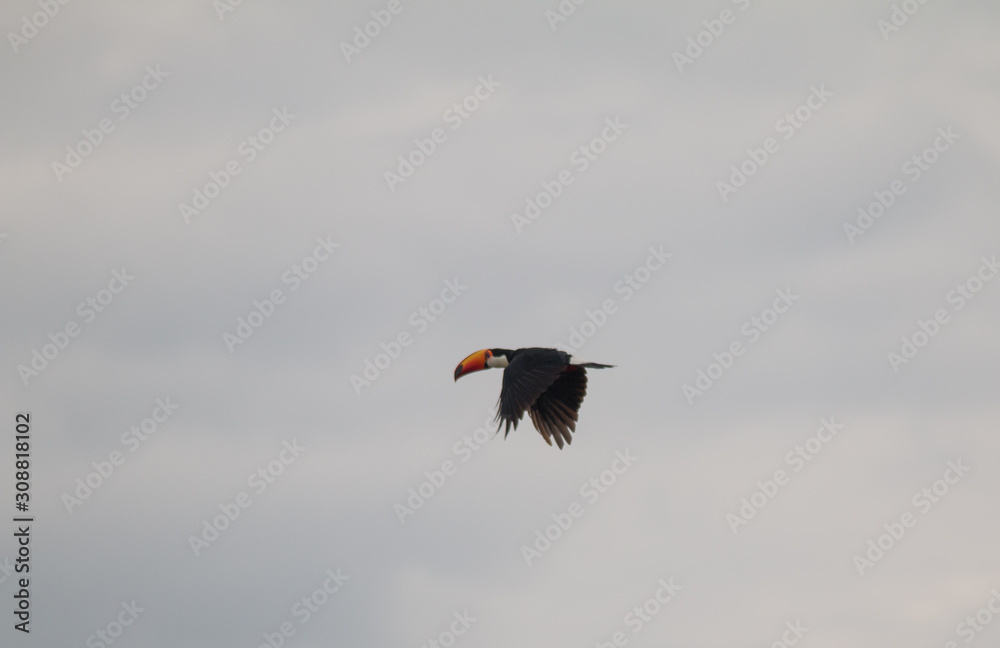 Φωτογραφία Toco toucan in the Pantanal Region, Brazil, South America