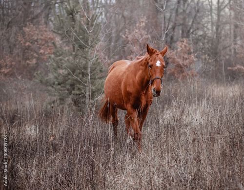The red horse walks free