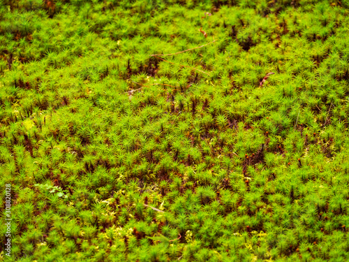 Ginkakuji-temple garden covered with moss. Sakyo-ku, Kyoto, Japan photo