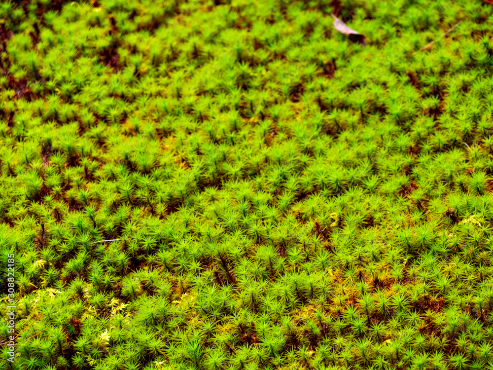 Ginkakuji-temple garden covered with moss. Sakyo-ku, Kyoto, Japan