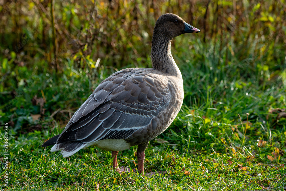 A pink legged goose stands in a grassy field. A pink legged goose stands in a grassy field.