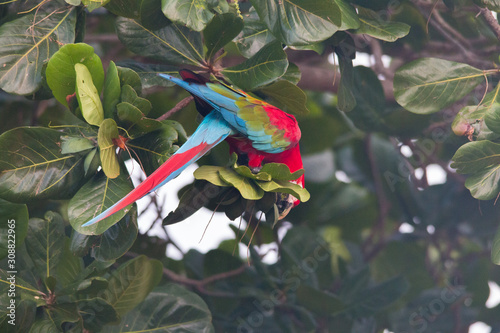 Red and green macaw in a tree, Pantanal region, Brazil, South America
