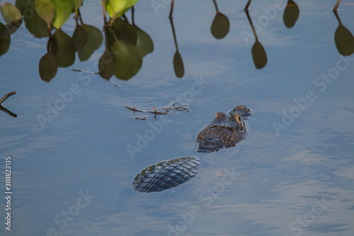 Yacare caiman in the Pantanal, Brazil, South America photo