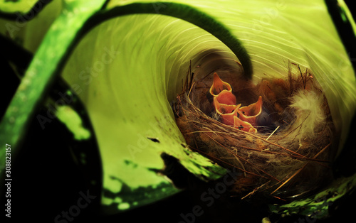 Common Tailor bird nest with baby birds photo