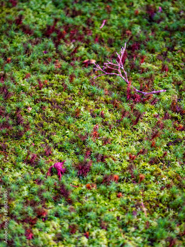 Ginkakuji-temple garden covered with moss. Sakyo-ku, Kyoto, Japan photo