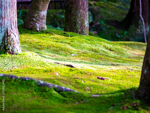 Ginkakuji-temple garden covered with moss. Sakyo-ku, Kyoto, Japan photo