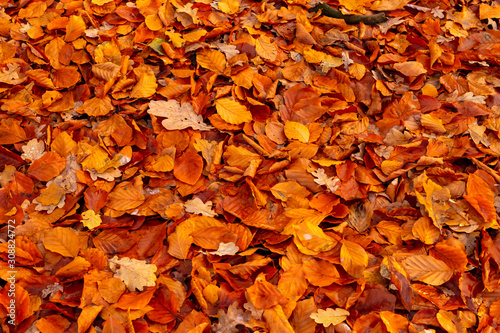 dried falled autumn leaves of the fall season with beautiful colors for background