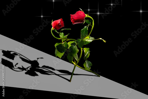 Two red roses with green leafs are dancing on the black background. Shadow of roses is near. Happy Valentine's Day.
