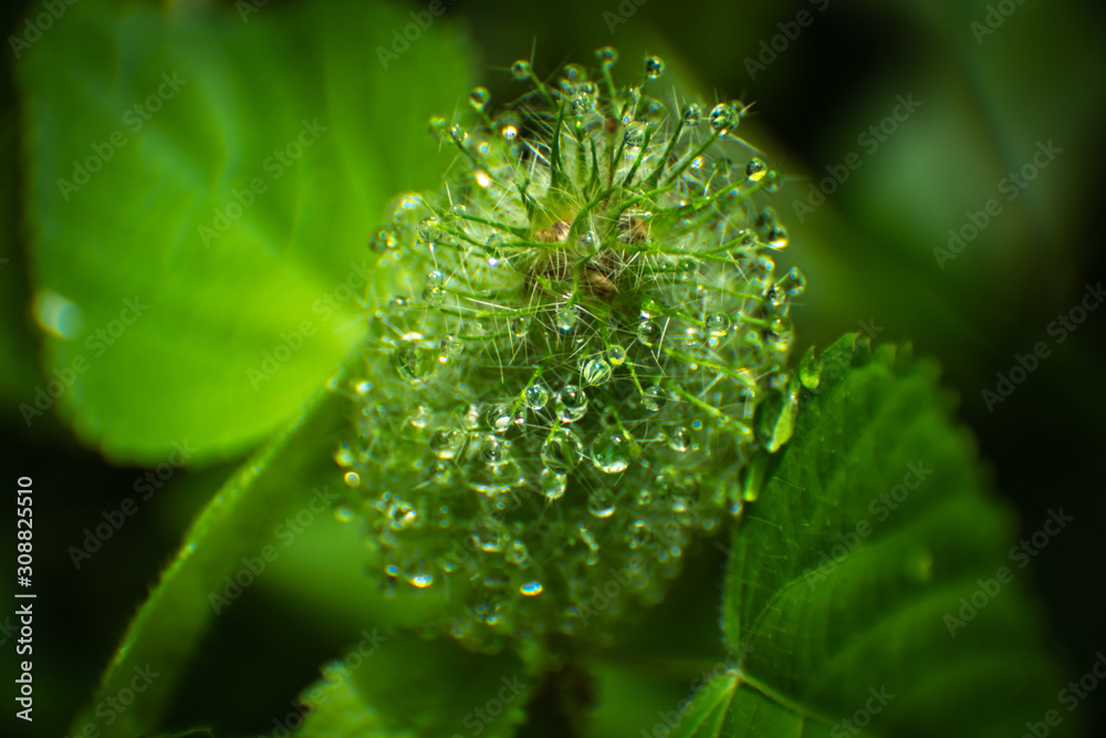 dew on plant dew on plant