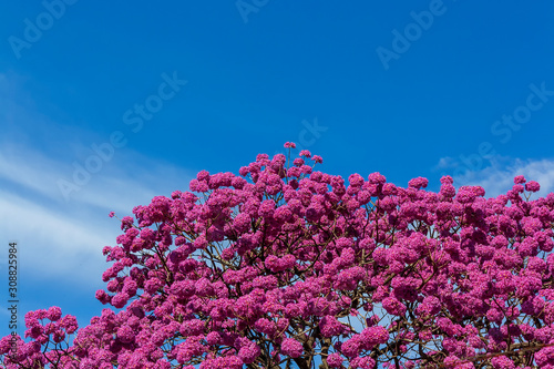 Ipê Rosa IMG_9649