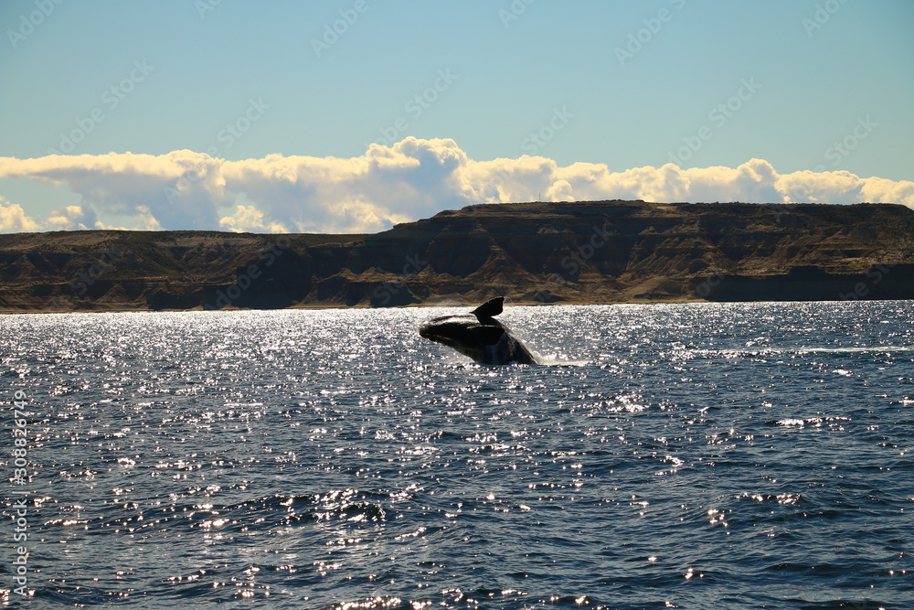 Obraz premium salto de ballena franca austral vista desde visita turistica embarcada en Puerto Piramides, peninsula de valdes, Argentina