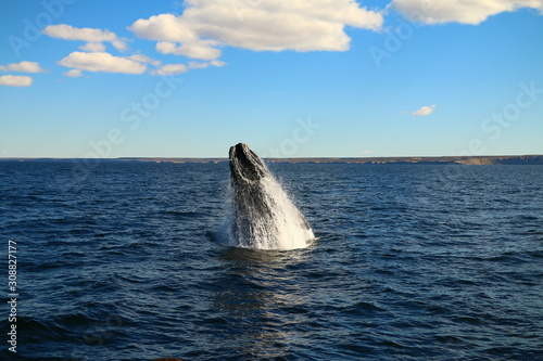 salto de ballena franca austral vista desde visita turistica embarcada en Puerto Piramides, peninsula de valdes, Argentina