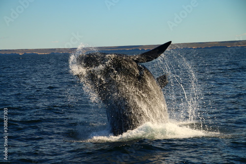 salto de ballena franca austral vista desde visita turistica embarcada en Puerto Piramides, peninsula de valdes, Argentina