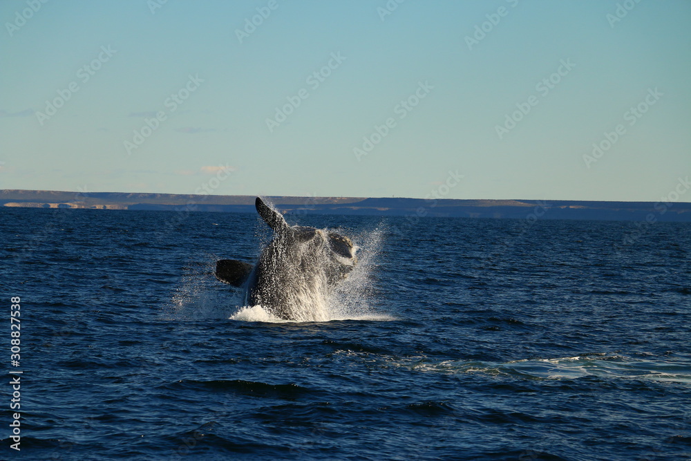 Fototapeta premium salto de ballena franca austral vista desde visita turistica embarcada en Puerto Piramides, peninsula de valdes, Argentina