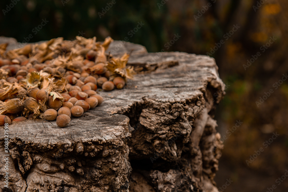 A bunch of fresh ripe hazelnuts on an old stump. Shallow depth of field. Food protein. Peanut Butter Advertising. Background image of a pattern of orchids.