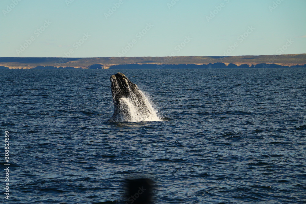 Fototapeta premium salto de ballena franca austral vista desde visita turistica embarcada en Puerto Piramides, peninsula de valdes, Argentina