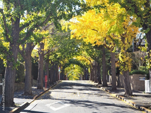 Canvas Print Autumn leaves in Tokyo, Japan