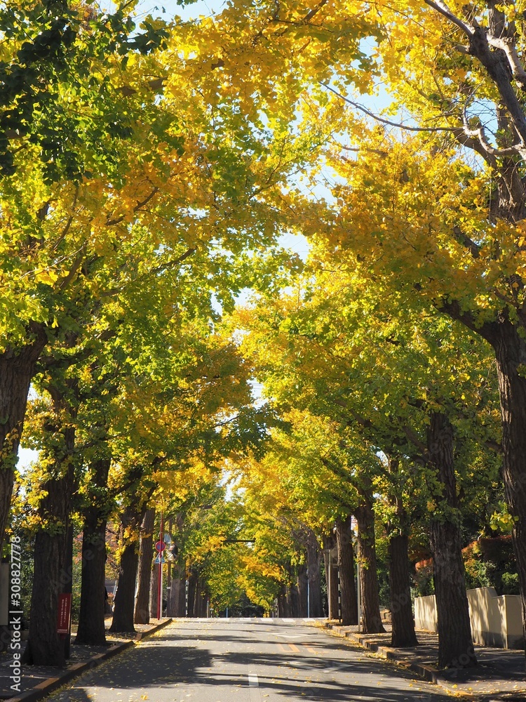 Naklejka premium Autumn leaves in Tokyo, Japan