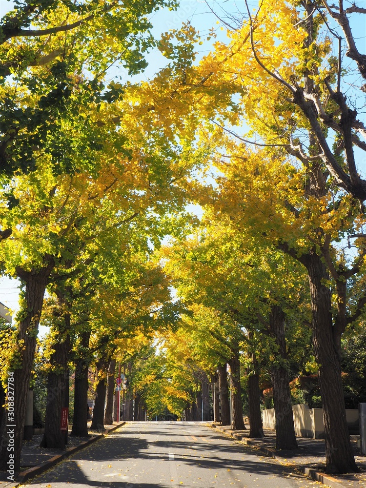 Fototapeta premium Autumn leaves in Tokyo, Japan