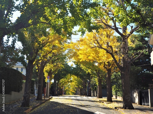 Photography Autumn leaves in Tokyo, Japan
