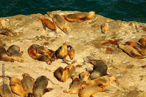 reserva de lobos marinos de un pelo en peninsula valdes argentina