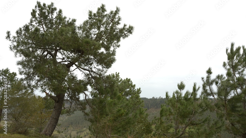 pines in the mountains of Cuera in Asturias pines in the mountains of Cuera in Asturias