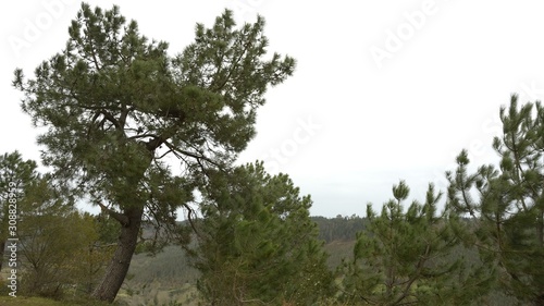 pines in the mountains of Cuera in Asturias