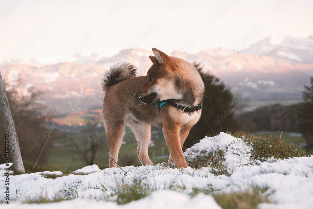 Obraz premium Sunset on the Swiss Alps, with a Shiba-inu puppy