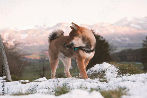 Sunset on the Swiss Alps, with a Shiba-inu puppy