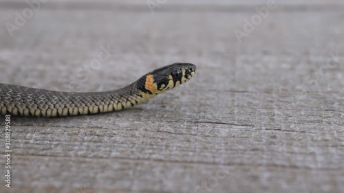 Wild snake, inhabitant of the forest river