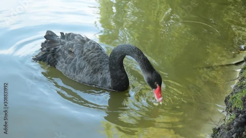  The moment of life of a beautiful black swan.
