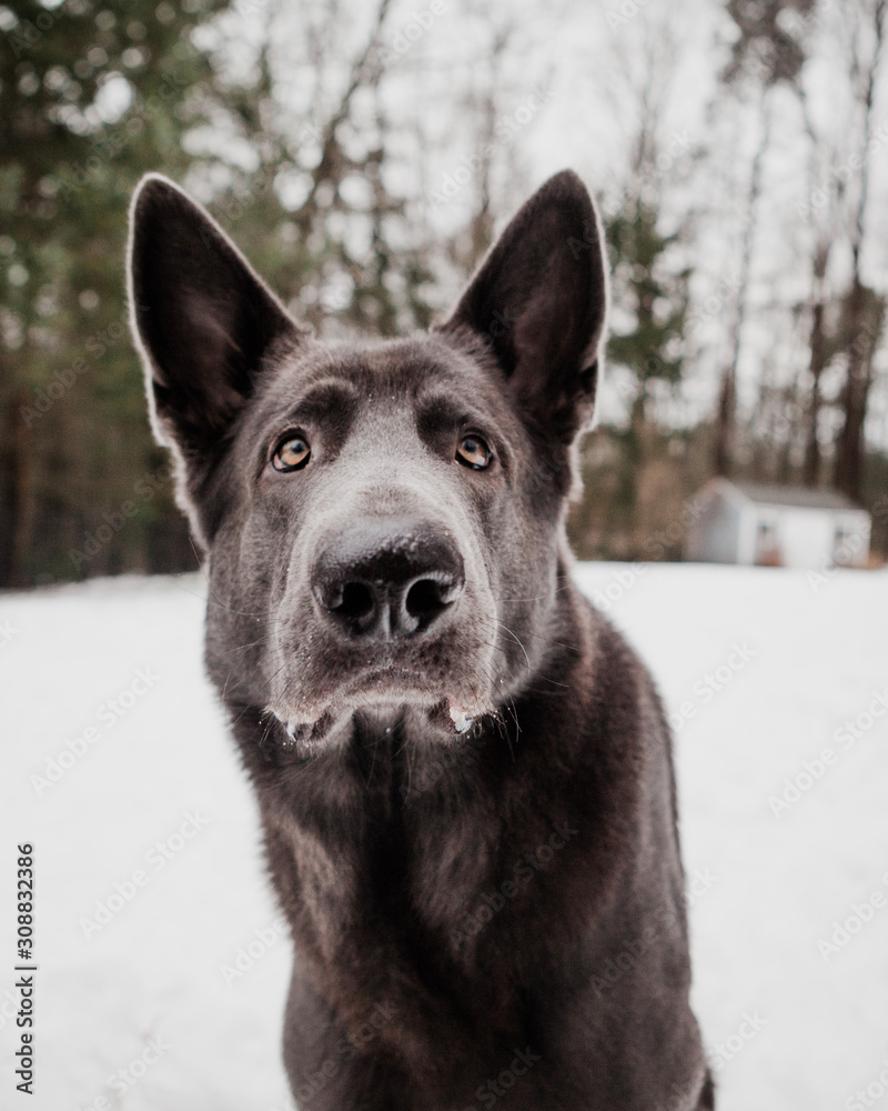Portrait of Black German Shepherd In Snowy New England Scene Portrait of Black German Shepherd In Snowy New England Scene