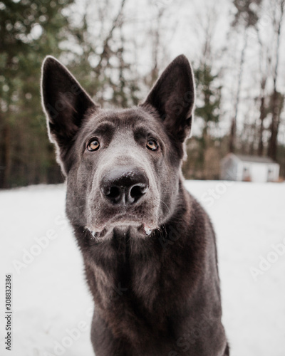 Portrait of Black German Shepherd In Snowy New England Scene © BMaine92