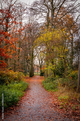 beautiful colors of park in autumn fall season portrait orientation
