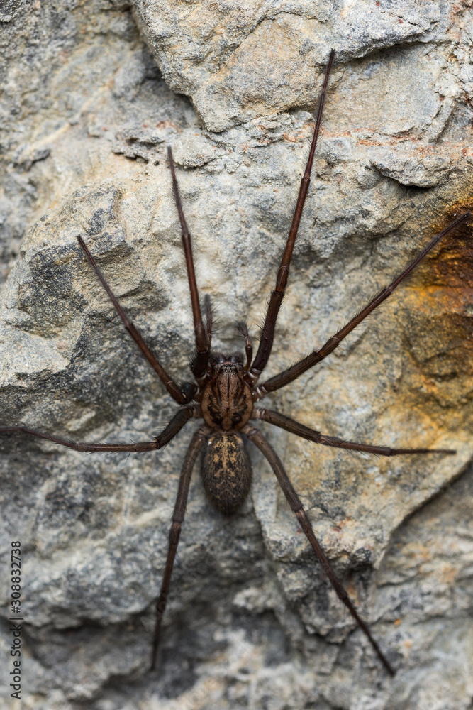The giant house spider (Tegenaria sp) in a cave The giant house spider (Tegenaria sp) in a cave