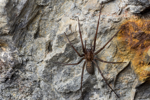 The giant house spider (Tegenaria sp) in a cave