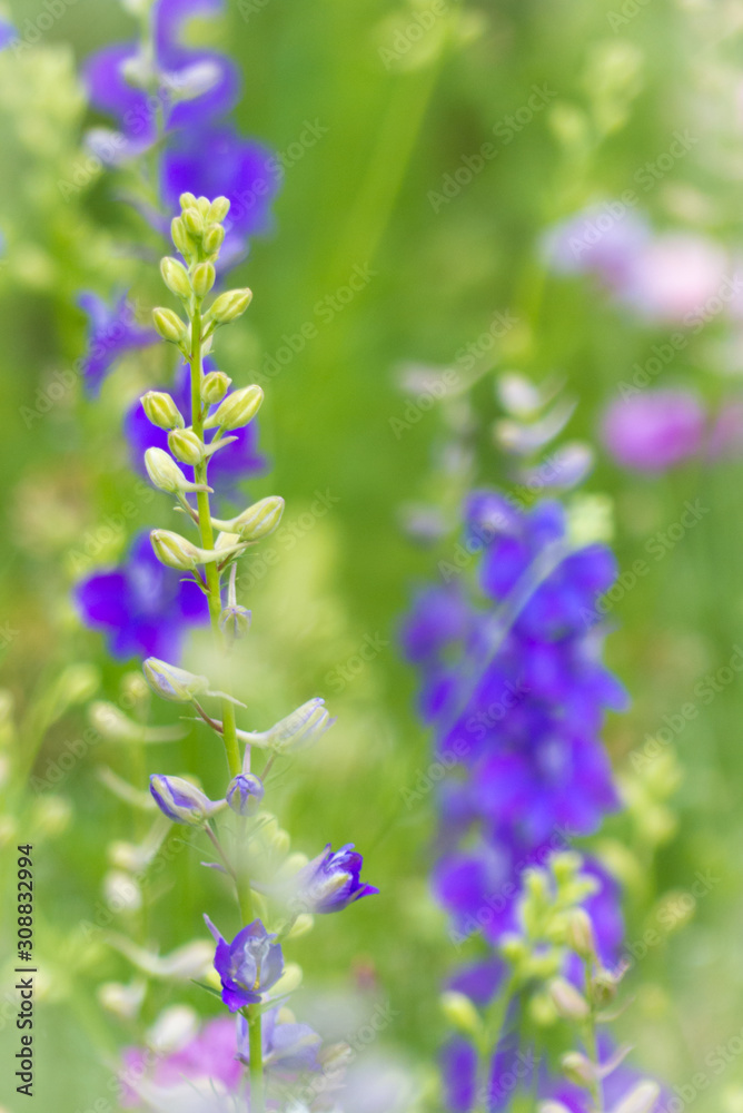 Fototapeta premium vertical larkspur image with soft focus elements and strong color