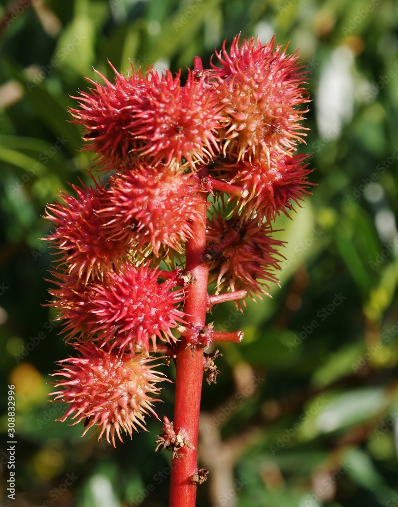Stachelige Pflanze im Park