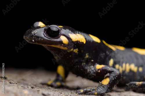 Portrait fire salamander (Salamandra salamandra) in a cave