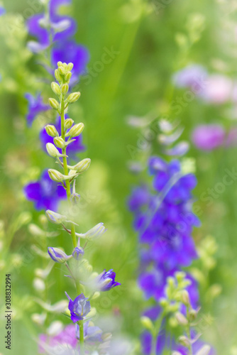 vertical larkspur image with soft focus elements and strong color